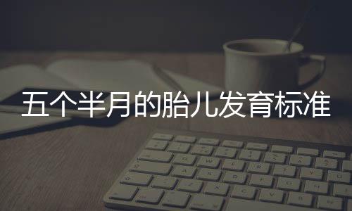 五个半月的胎儿发育标准是什么