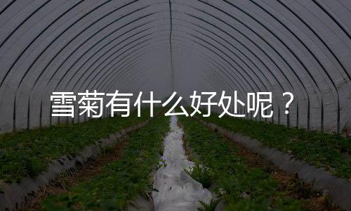 雪菊有什么好处呢？